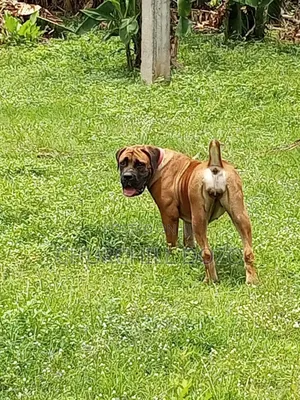 1+ year Female Purebred Boerboel