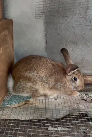 Pregnant New Zealand Red Hybrid for Sale