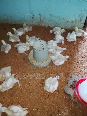 Two Weeks Plus Broilers for Sale