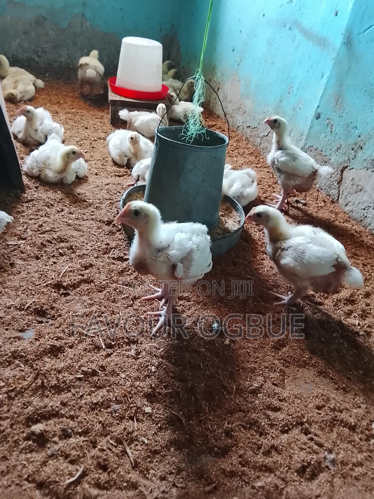 Two Weeks Plus Broilers for Sale