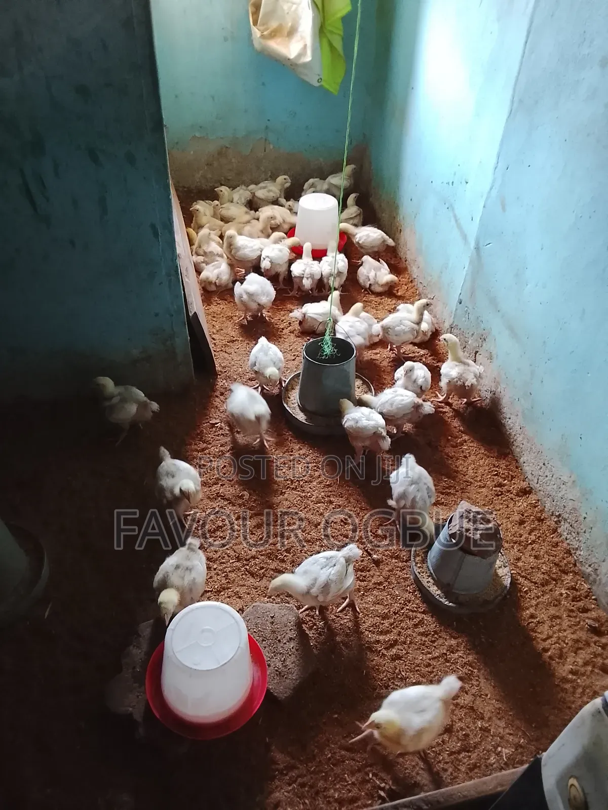 Two Weeks Plus Broilers for Sale