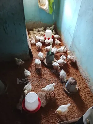 Two Weeks Plus Broilers for Sale