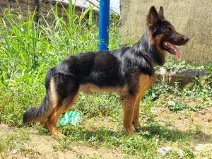 1+ year Male Purebred German Shepherd