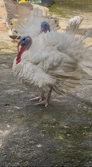 Foreign Turkey
