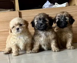 1-3 months Male Purebred Lhasa Apso