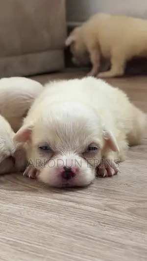 1-3 months Male Purebred American Eskimo