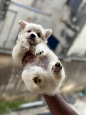 1-3 months Male Purebred American Eskimo