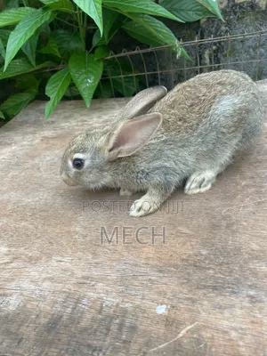 Beautiful Coloured Rabbit for Sale