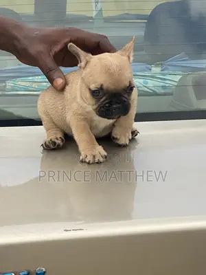 1-3 months Male Purebred French Bulldog