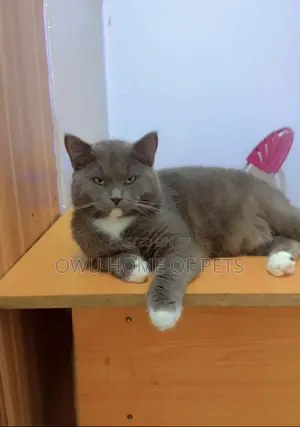 0-1 month Female Purebred British Shorthair