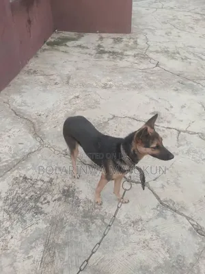 1+ year Female Purebred German Shepherd