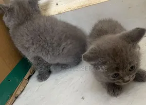 1-3 months Female Purebred British Shorthair