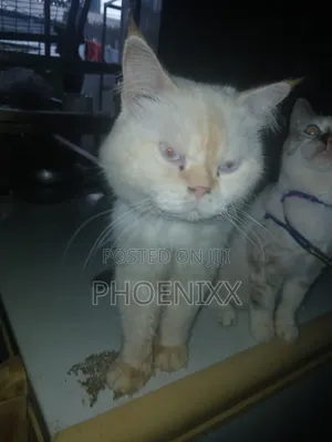 1+ year Male Purebred Persian