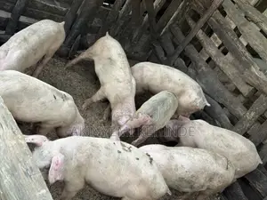 Purebred Landrace and Largewhite Growers