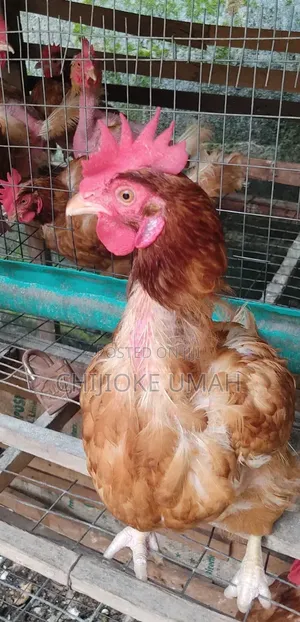 Poultry Goods and Frozen Foods