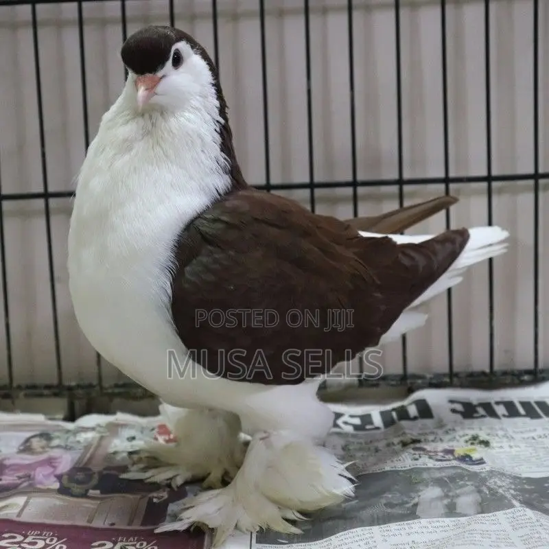 Lahore Pigeon