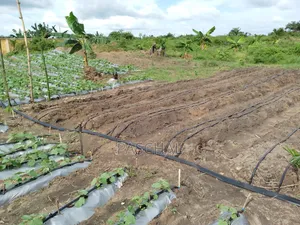 Drip Tape Irrigation Setup