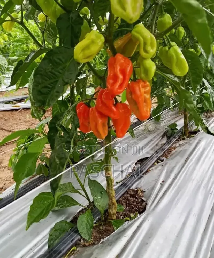 Drip Tape Irrigation Setup