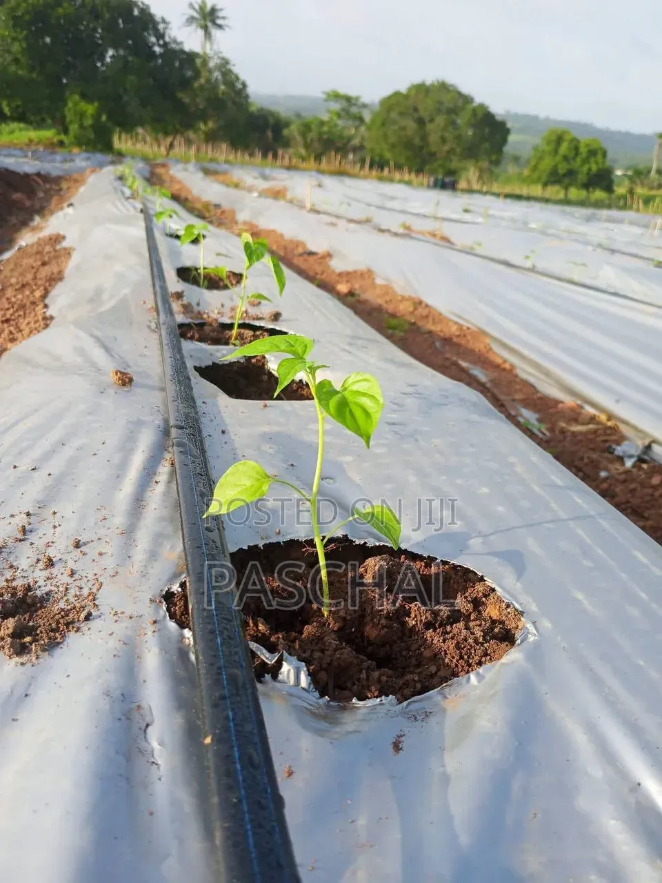 Drip Tape Irrigation Setup