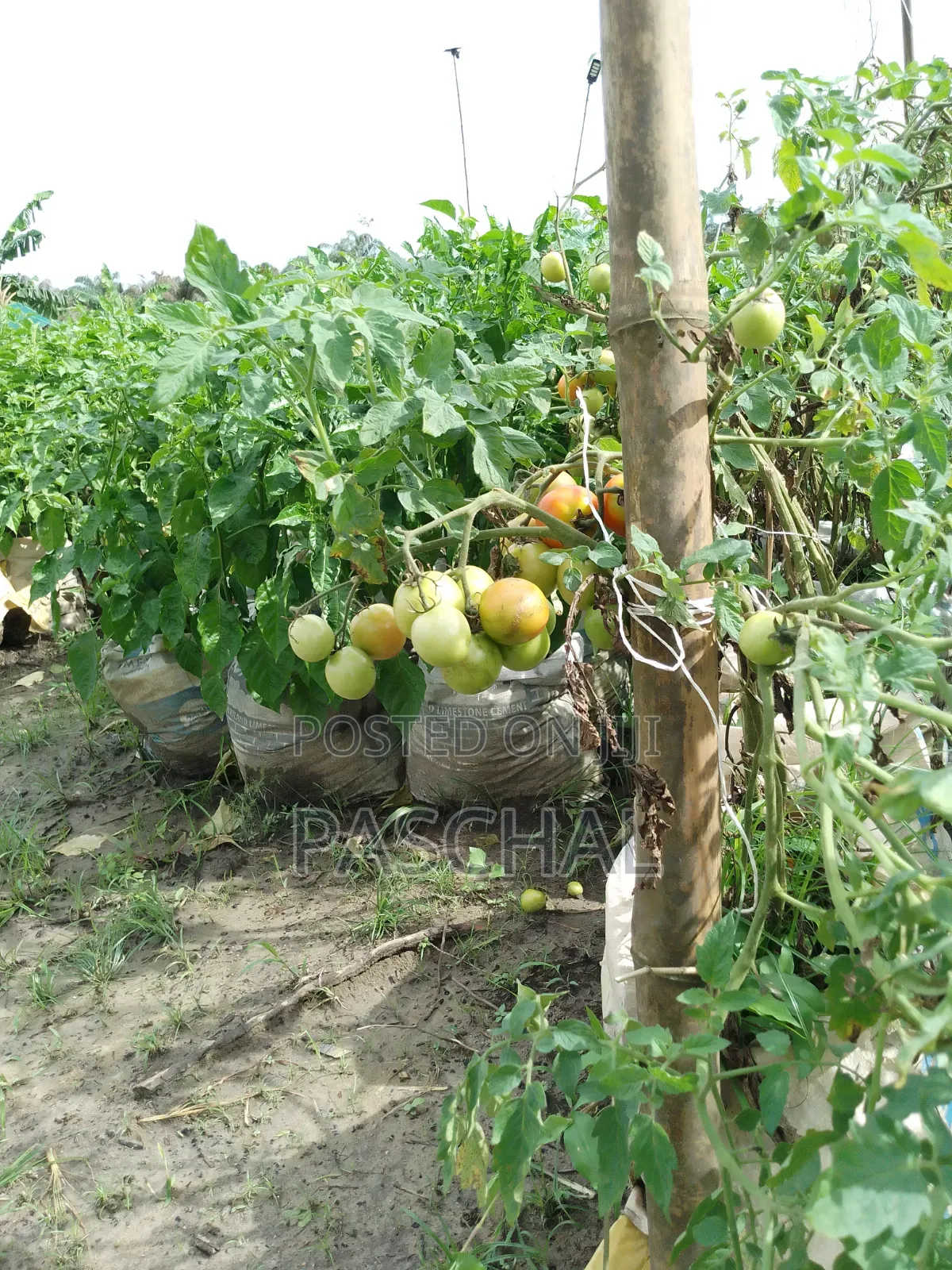 Farm Setup and Consulting