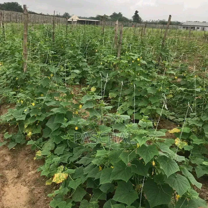 Farm Setup and Consulting