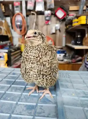 Quail Bird