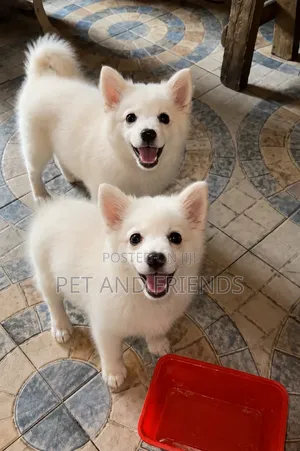 1-3 months Female Purebred American Eskimo