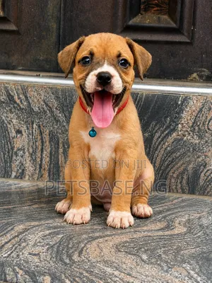 1-3 months Female Purebred American Pit Bull Terrier