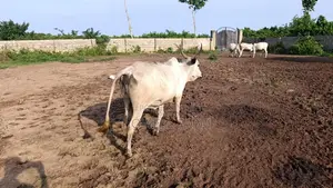 Grass Fed Cow With a Baby