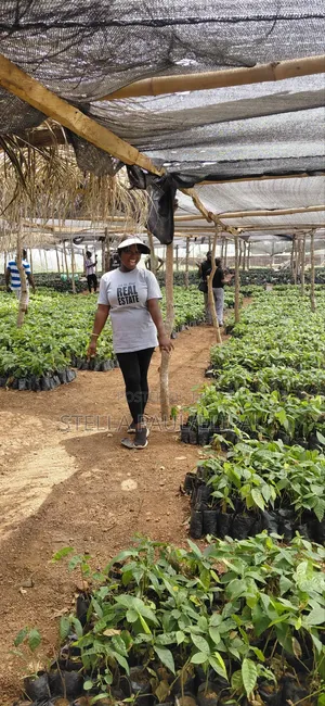 High ROI Agro Real Estate Investment | Farmland for Sale Nigeria
