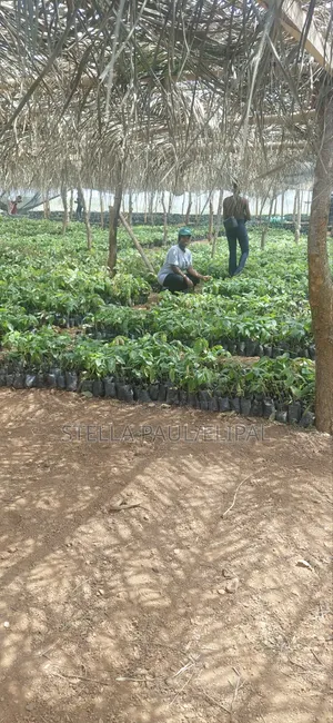 High ROI Agro Real Estate Investment | Farmland for Sale Nigeria
