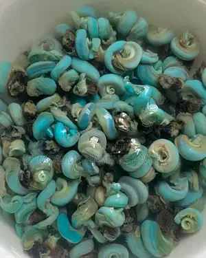 Fresh Periwinkles