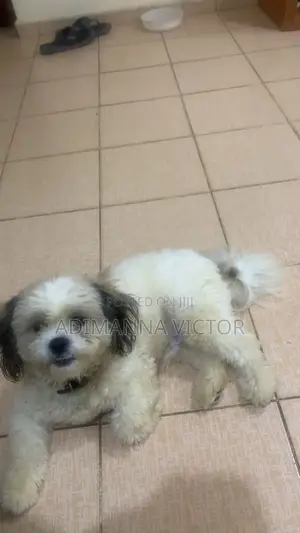6-12 months Male Purebred Shih Tzu