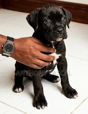 1-3 months Female Purebred Cane Corso