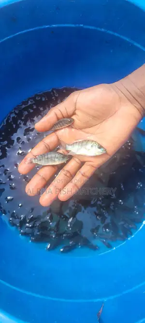 All Male Tilapia Fingerlings