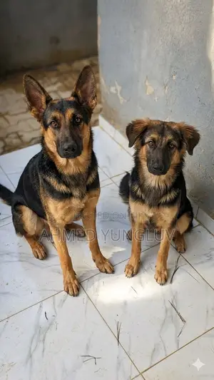 1-3 months Male Mixed Breed German Shepherd