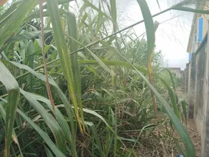 Lovely Half Plot of Land at Magboro