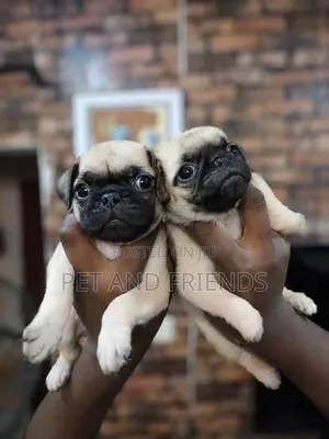 1-3 months Male Purebred Pug