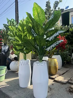 Elegant Tapered Decorative Planter With Dieffenbachia Plant