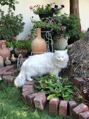 0-1 month Female Purebred Persian