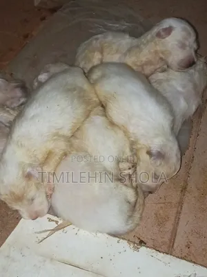 0-1 month Male Purebred American Eskimo