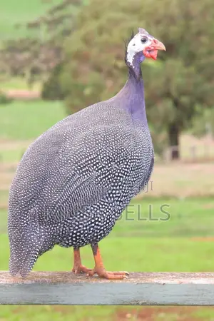 Healthy Guinea Fowl for Sale
