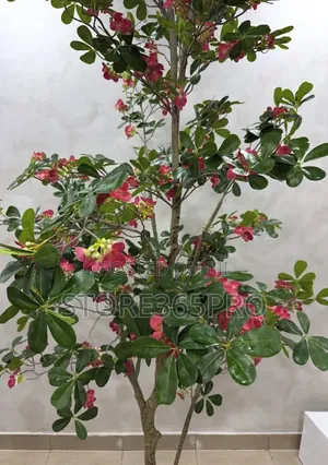 Artificial Red Exotica Tree