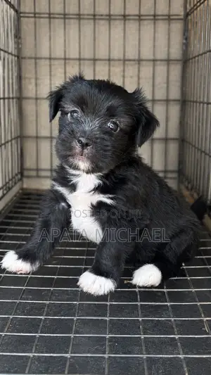 1-3 months Female Purebred Lhasa Apso