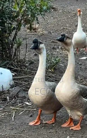 Chinese Geese Pair for Sale