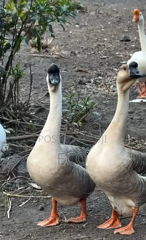 Chinese Geese Pair for Sale