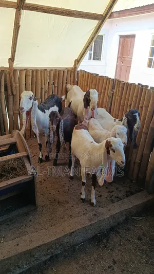 Gulabi Goat