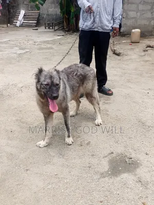 1+ year Female Purebred Caucasian Shepherd