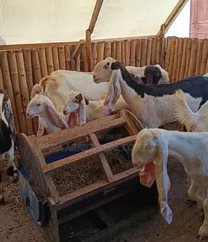 Gulabi Goat Pakistan Goat