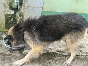 1+ year Male Purebred German Shepherd